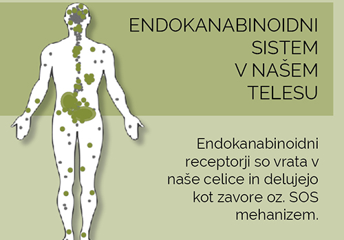 Koristi konoplje - Prikaz endokanabinoidnega sistema v telesu